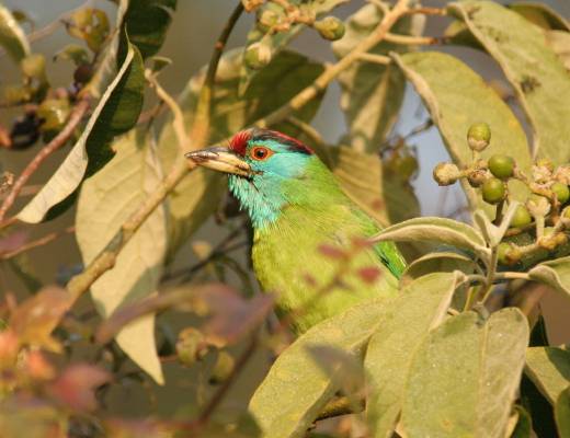 Blue-throated Barbet