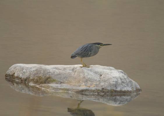 Little Heron