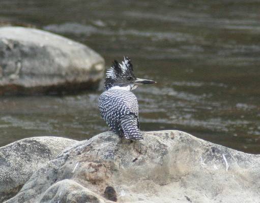 Crested Kingfisher