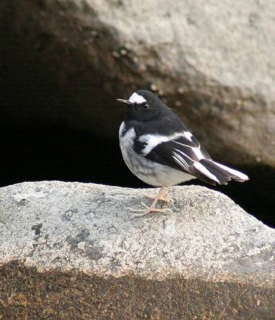 Little Forktail