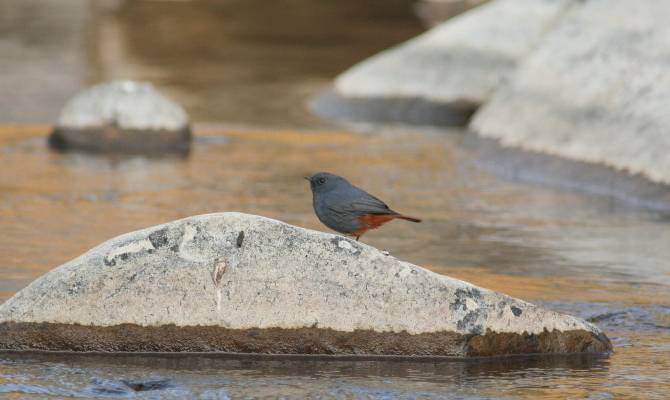 Plumbeous Water Redstart