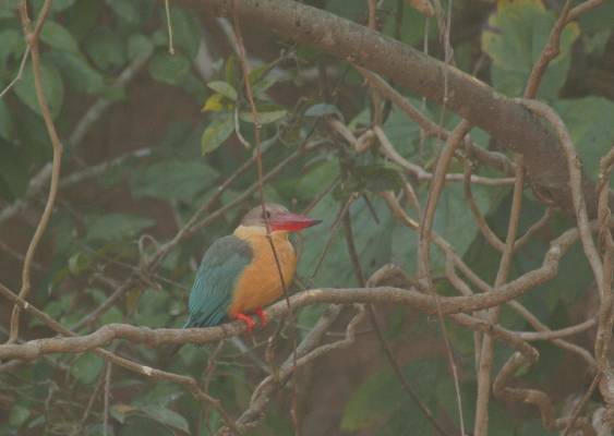 Stork-billed Kingfisher
