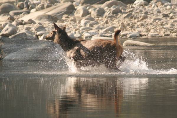 Sambar deer