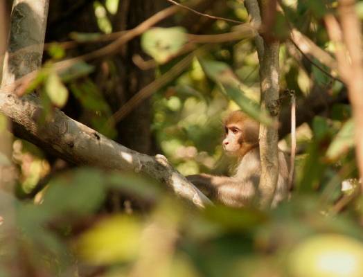 Young Macaque Rhesus