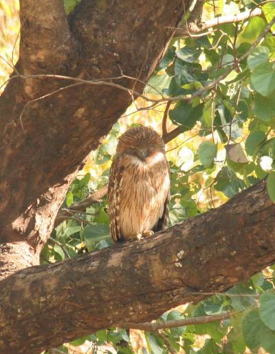 Brown Fish Owl