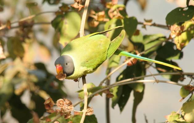 Slaty-headed Parakeet