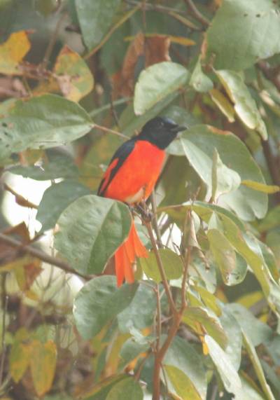 Long-tailed Minivet