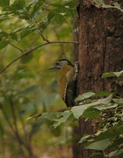 Grey-headed Woodpecker