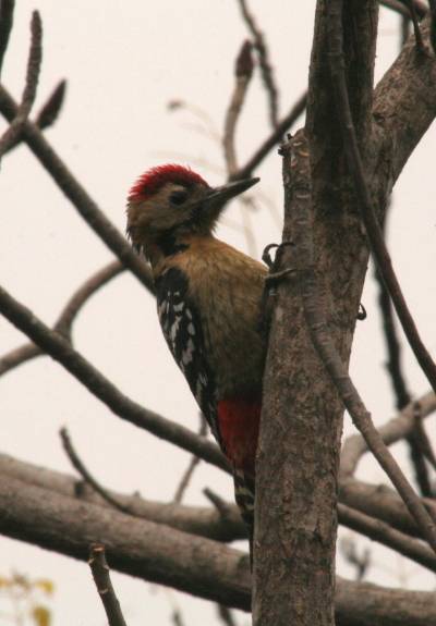 Fulvus-breasted Woodpecker