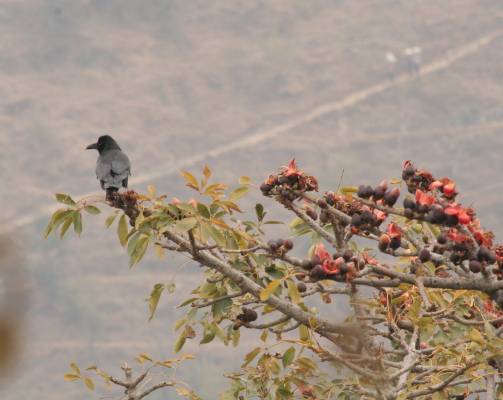 Large-billed Crow
