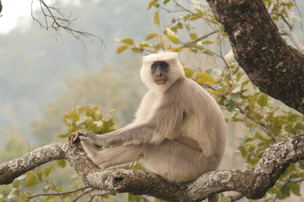 Languar monkey