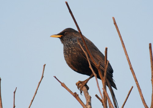 Blue Whistling Thrush