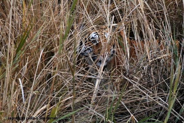 Bengal Tiger