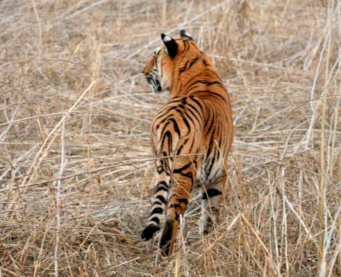 Bengal Tiger