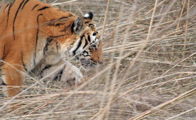 Bengal Tiger