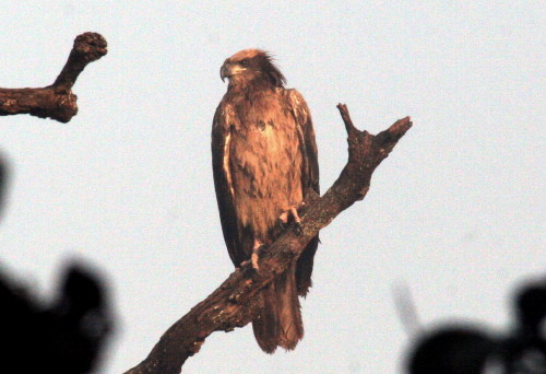 Steppe Eagle