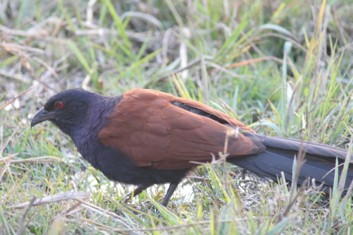 Greater Coucal