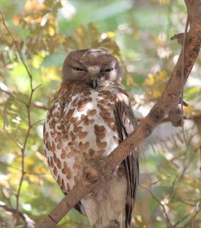Spotted Owlet