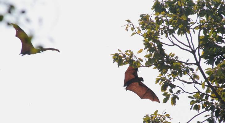 Fruit Bat