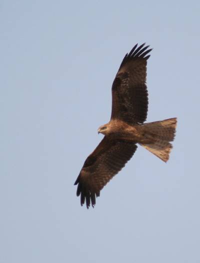 Black Kite