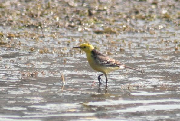 Citrine Wagtail