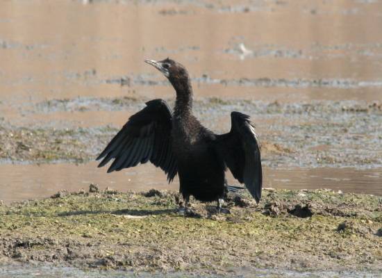 Little Cormorant