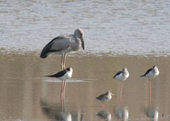 Asian Openbill