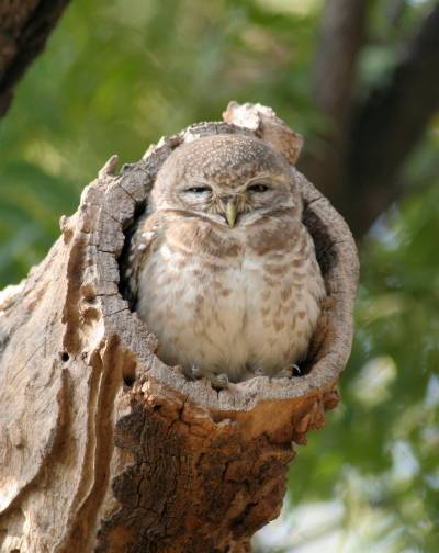 Spotted Owlet