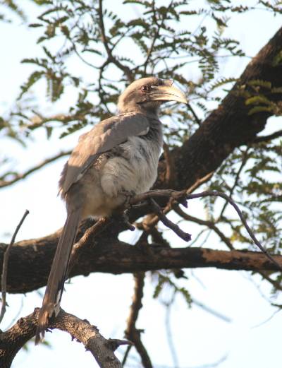 Indian Grey Hornbill
