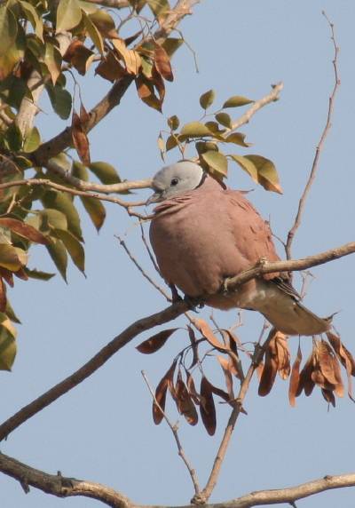 Red Collared Dove