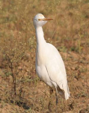 Cattle Egret