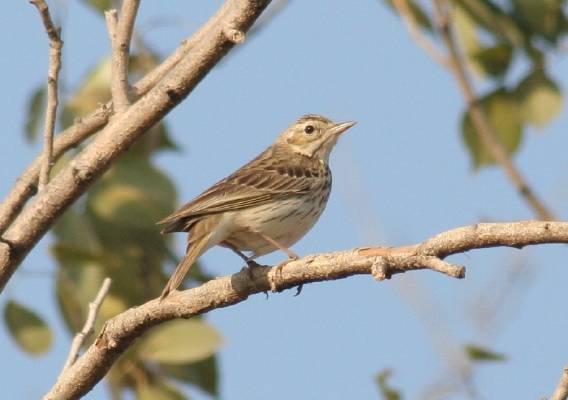 Olive-backed Pipit