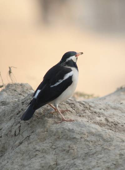 Asian Pied Starling