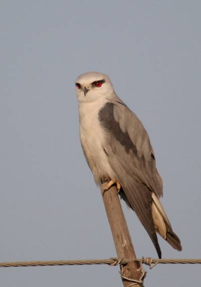 Black-shouldered Kite