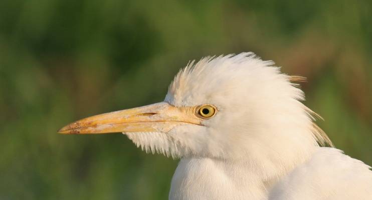 Cattle Egret
