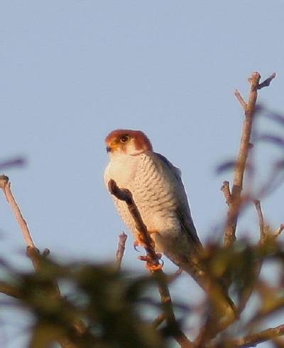Collared Falconet