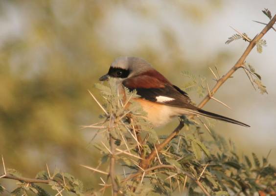 Bay-backed Shrike