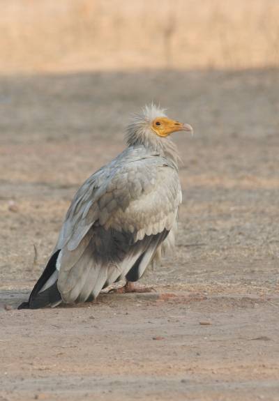 Egyptian Vulture