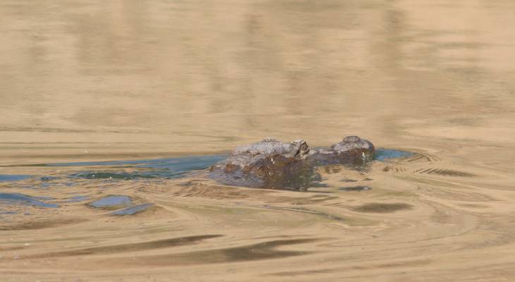 Mugger Crocodile