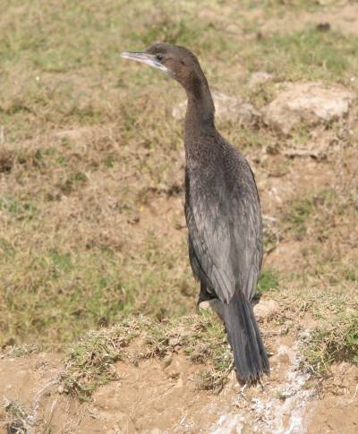 Little Cormorant