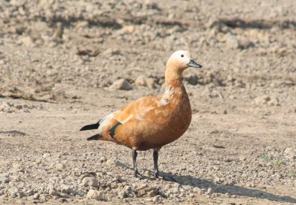 Ruddy Shelduck