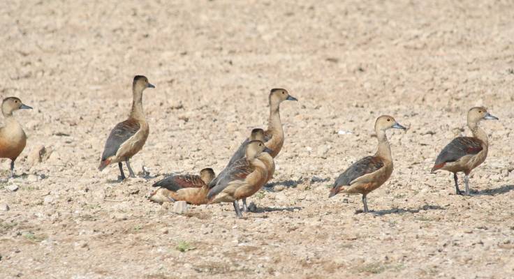 Lesser Whistling-duck