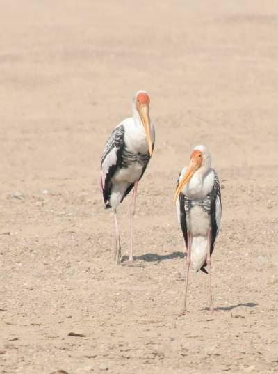 Painted Stork