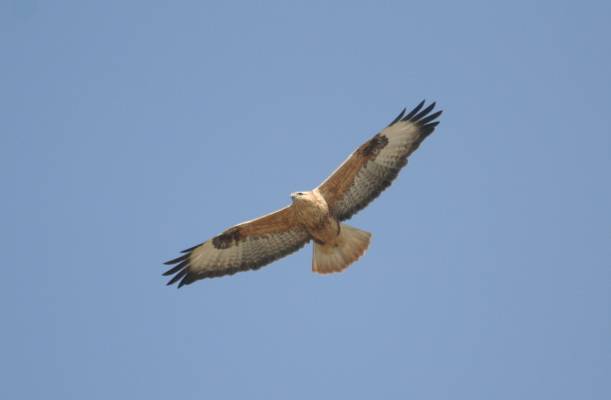 Long-legged Buzzard