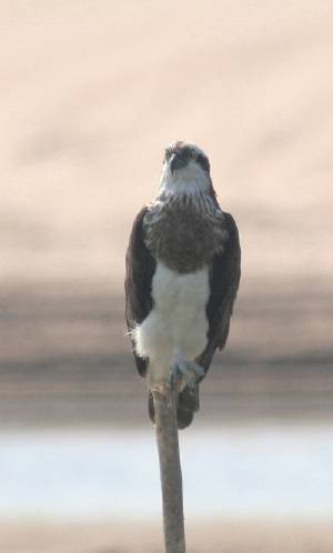 Osprey
