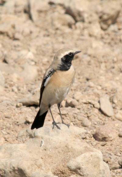 Desert Wheatear
