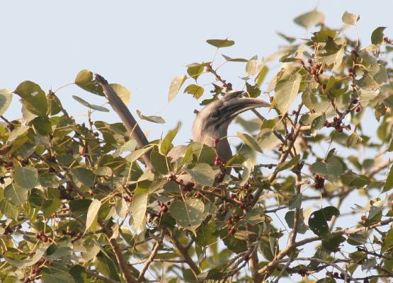 Indian Grey Hornbill