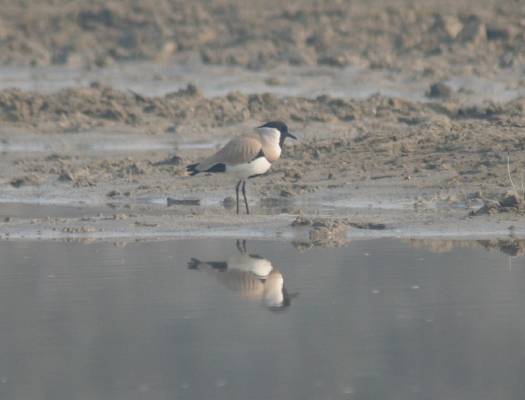 River Lapwing
