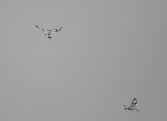 Pied Kingfisher