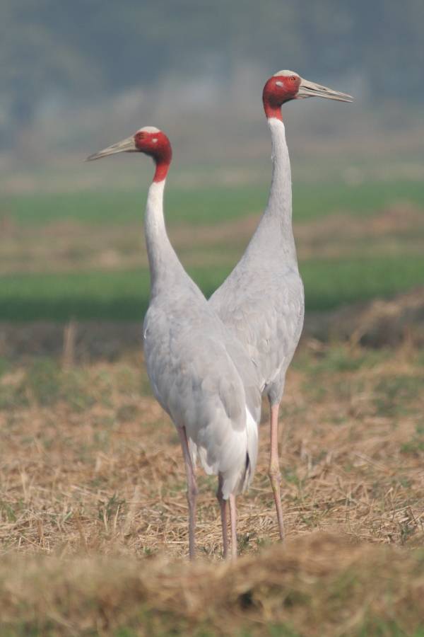 Sarus Crane
